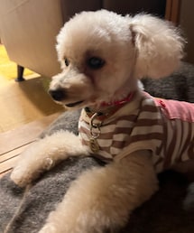 スッキリぽんのチャコ🌸 | ペットウェア