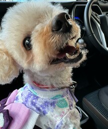 やっぱり車の中が最適💜 | やっと笑顔のチャコ💜暑いよ！暑いよ！(ペットウェア)