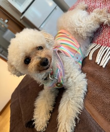 女の子っぽい仕草のチャコ🌸 | なんかかわいいのよ💗アナタ💗(ペットウェア)