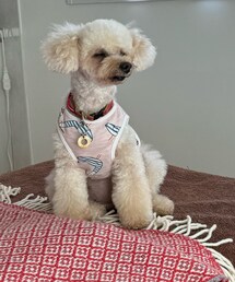 スンとするチャコ😂 | ペットウェア