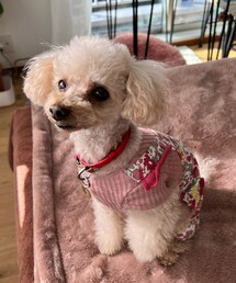 リバティー柄のオバオルのチャコ🌸 | ペットウェア