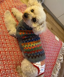 チャコはレインボーニット🌈だよ💗 | ペットウェア