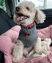 チャコもニットだよ🌸 | ペットウェア