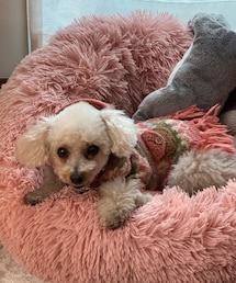 チャコはピンクのニットポンチョ💗 | ペットウェア