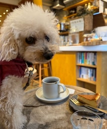 チャコもコーヒー飲みたい☕️ | ペットウェア