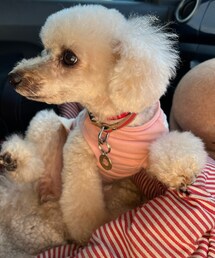 チャコはトリミングでキレキレしてきたよ✨ | ペットウェア