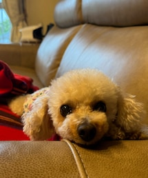 お留守番のチャコ🌸 | ペットウェア