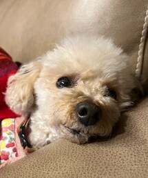 やっとホッとしたチャコ🌸 | ペットウェア