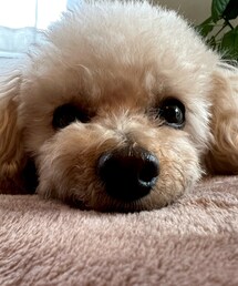 チャコ、アップ‼️ | ペットウェア