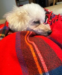 冬眠するチャコ❤️ | ペットウェア