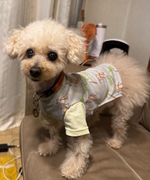 チャコ、美容グッズを背景に🤣 | ペットウェア