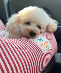 チャコ、寝ちゃった💤 | ペットウェア