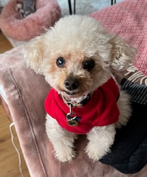 おねだりしてるお顔のチャコ🌸 | 焼き芋くだしゃい🍠(ペットウェア)