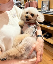 大好きな雑貨屋さんで抱っこしてもらったよ💗 | ペットウェア