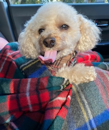 車移動中はチャコがマフラーもらうんだ💗 | ペットウェア