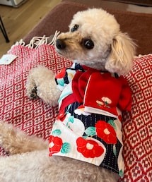 連日浴衣なチャコ🌸 | ペットウェア