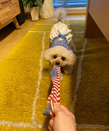 靴下はチャコのぉ〜🧦 | ペットウェア