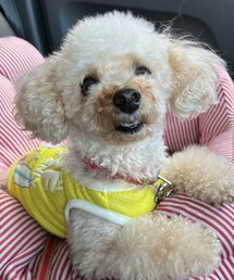 チャコは毛が伸びてきたよー🌼 | ペットウェア