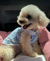 チャコは助手席🌸 | ペットウェア