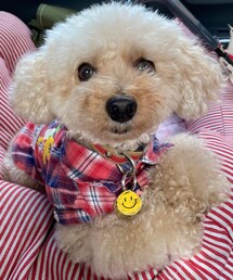 だいぶ毛がもふもふのチャコ🌸 | ペットウェア