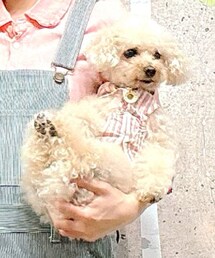 チャコはピンクのワンピースだよ💗 | ペットウェア