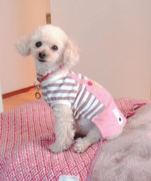 りくちゃんがチャコを撮ってくれたよ💗 | 何故かぽつんと居る感じ🤣(ペットウェア)