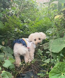 密林に入ったり | ペットウェア