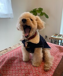 チャコの大あくび💗 | ペットウェア