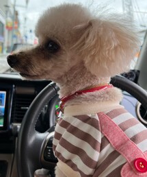 お客様を待つチャコ🌸 | ペットウェア