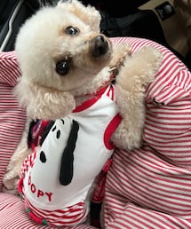 いつもの助手席から❤️ | ペットウェア