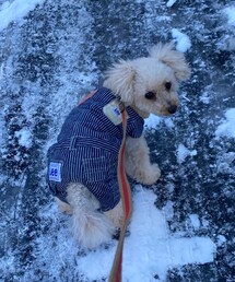 道がさむいよ。。 | オシッコする為とはいえ、寒いよー💦(ペットウェア)