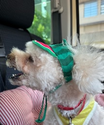 しつこいけどスイカ帽子🍉 | ペットウェア