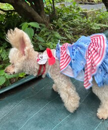 チャコ、ビックリしたっ‼️ | ペットウェア