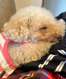 パパのジャージを嗅ぎながら寝るチャコ🌸 | チャコはこのニオイでご飯三杯はいけるよ💤💤(ペットウェア)