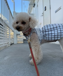 昨日のチャコ🩵 | ペットウェア