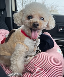 チャコはスヌーピーのお洋服🌸 | ペットウェア