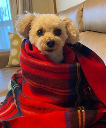 チャコ、ピーピー💦 | ペットウェア