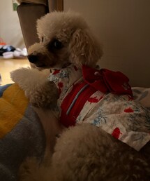 帰宅後のチャコ。暗闇でいじけてました😂 | ひどい！チャコは花火見たことないよ💢(その他)