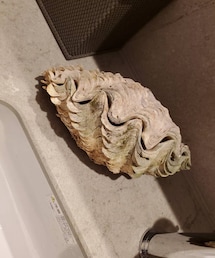 貝殻⁉️🤣 | 洗面所に置いてあるであろう写真。縁にあるサイズ感を見てもかなり大きいのでは⁉️と推測🤣(インテリア雑貨)