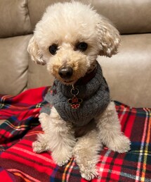 お腹いっぱいのチャコ🌸 | ペットウェア