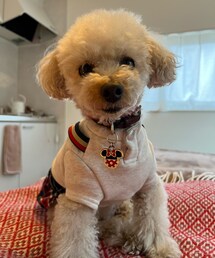 チャコのお散歩はまだなの⁉️と圧🔥 | ペットウェア