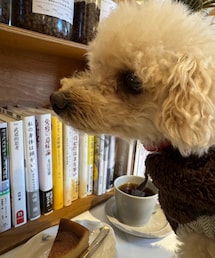 チャコはカフェが大好き☕️ | ペットウェア