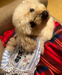 チャコもストライプだよ💙 | ペットウェア