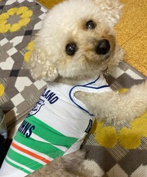 チャコはお散歩に行きたいっ☔️ | ウルウルしちゃうよっ(ペットウェア)