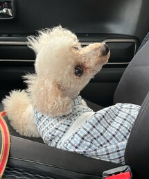 チャコは青いチェックのワンピースだよ🩵 | チャコもひらいちゃんが大好きだよ🩵(ペットウェア)