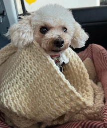 私のマフラーぐるぐる巻き🌸 | ペットウェア