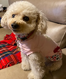 チャコはお留守番頑張ったよ🌸 | ペットウェア