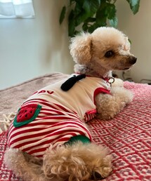 チャコはスイカのオシリ🍉🍉 | ペットウェア