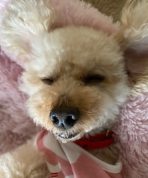 ぶさかわゆく寝てるチャコ💗 | ペットウェア