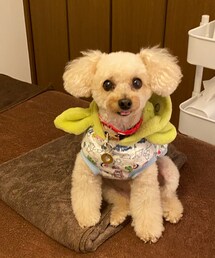 仕事終わりのチャコ💗 | ペットウェア